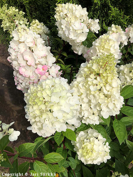 Hydrangea paniculata 'Rendia' (Diamant Rouge), japaninhortensia